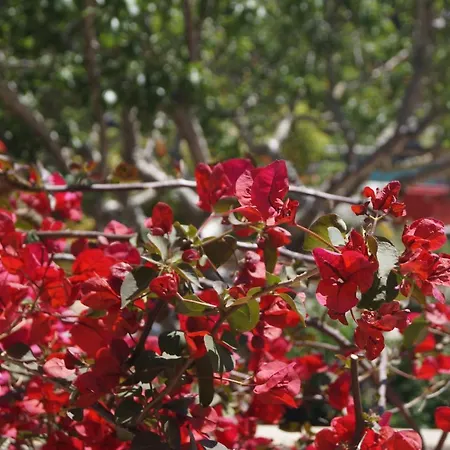 Les Jardins De Santa Giulia - Charmante Dhte Pensionat Porto-Vecchio (Corsica)