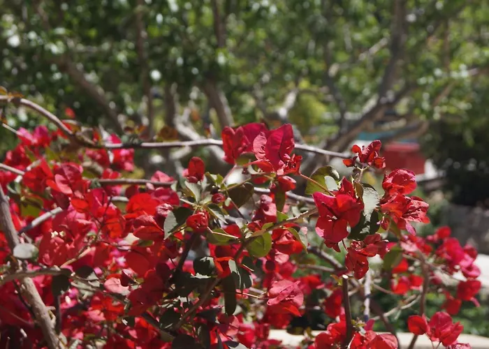 Les Jardins De Santa Giulia - Charmante Dhte Guest house Porto-Vecchio (Corsica)